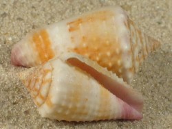 Schnecke Conus floridulus PH 3+cm