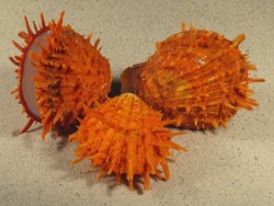 Spondylus variegatus orange PH 6+cm