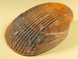 Oblong Cockle 1/2 7-8,5cm