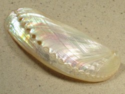 Abalone Haliotis asinina Perlmutt 8,5+cm