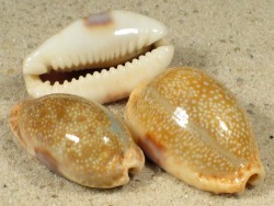 Cypraea erosa PH 3+cm