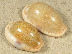 Cypraea erosa PH 3+cm