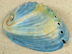 Haliotis iris NZ-Aquakultur *blau* 7+cm