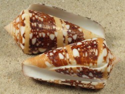 Conus ammiralis PH 4,9+cm