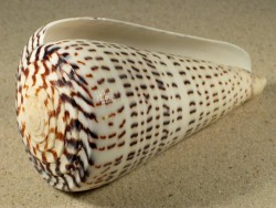 Conus leopardus 10+cm