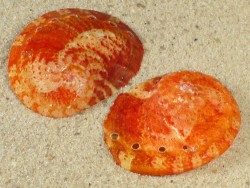 Abalone-Art Haliotis ovina patamakanthini TH 3,5+cm