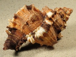 Phyllonotus pomum 8,5+cm