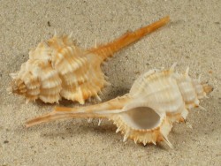 Vokesimurex mindanaoensis PH 4,5+cm