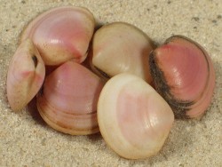 Strigilla pseudocarnaria 1,5+cm
