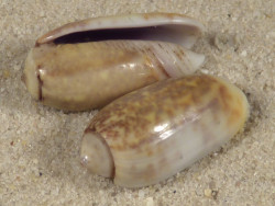 Oliva carneola adspersa PH 1,5+cm