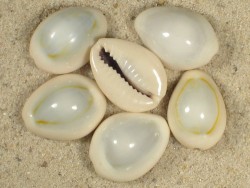 Cypraea annulus 