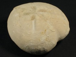 Micraster decipiens Kreide FR 5,8cm