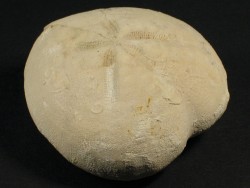 Micraster decipiens Cretaceous FR 5,8cm