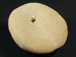 Cassidulus gouldii Oligozn US 4,5cm
