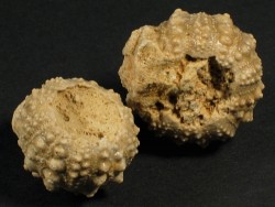 Hemicidaris intermedia Jurassic FR 2,2+cm