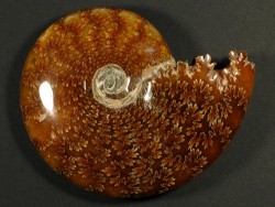 Cleoniceras besairiei Kreide MG 9,5+cm