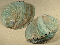 Perlmuttspangen kaufen