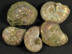 Kleiner Ammonit Kreide MG 1,5+cm