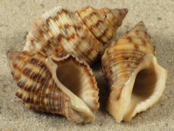 Indothais blanfordi 2,0+cm