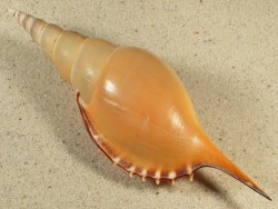 Rostellariella martinii m/O PH 14,5+cm