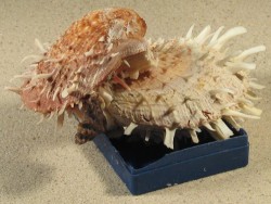 Spondylus variegatus auf Kunststoffdose PH 13cm *Unikat*