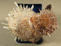 Spondylus variegatus auf Kunststoffdose PH 13cm *Unikat*