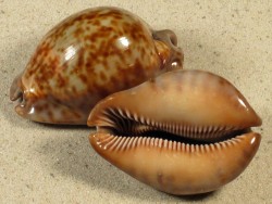 Cypraea stercoraria CG 5,5+cm