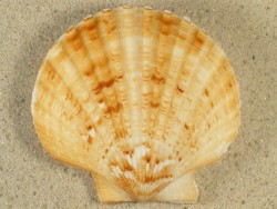 Aequipecten opercularis beige UK-Keltische-See 7cm *Unikat*