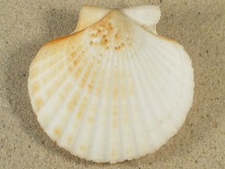 Aequipecten opercularis beige UK-Keltische-See 7cm *Unikat*