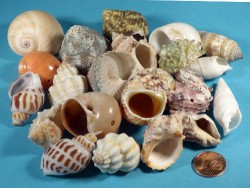 Shell mix 3-4,5cm (x20) ~ special price
