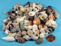 Shell mix 1-2cm (x50) ~ special price