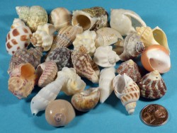 Schneckenhaus-Mix 2-3cm (x30) ~ Sonderpreis