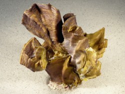 Lopha cristagalli *Cluster* PH 13,5cm
