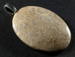 Pendant fossil coral polished oval 3,6cm