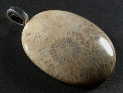 Anhänger fossile Koralle poliert oval 3,5x3,0cm
