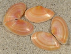 Bosemprella incarnata FR-Mittelmeer 2,5+cm