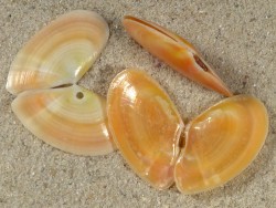Bosemprella incarnata FR-Mediterranean 2,5+cm
