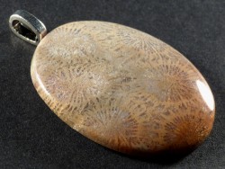 Anhnger fossile Koralle poliert oval 3,8cm