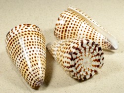 Conus litteratus 7+cm