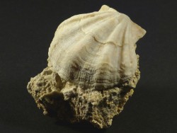 Flexopecten flexuosus Pliocene ES 3,7cm