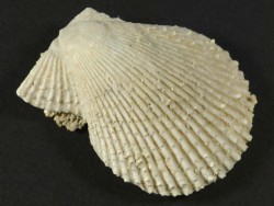 Mimachlamys varia Pliocene ES 3,9cm