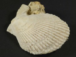 Mimachlamys varia - Fossil aus dem Pliozän ES 4,2cm