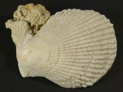 Mimachlamys varia Pliocene ES 4,2cm