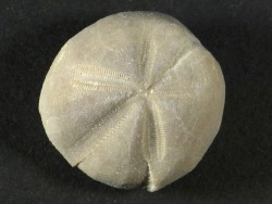 Hemiaster verneuilli Cretaceous ES 2,2cm