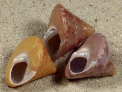 Calliostoma zizyphinum FR-Mediterranean 1,5+cm (x3) ~ colour set