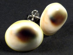 Operculum earring pair from Turbo reevei 1,5cm