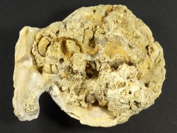 Mimachlamys varia Pliocene ES 7,5cm