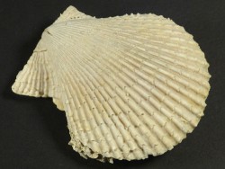 Mimachlamys varia Pliocene ES 5,7cm