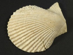 Mimachlamys varia Pliocene ES 4,7cm