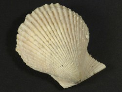 Mimachlamys varia Pliozän ES 4,1cm
